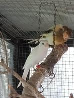 Japan Hoso - mannen, Dieren en Toebehoren, Vogels | Kanaries, Mannelijk, Postuurkanarie