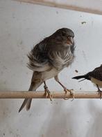 Fiorino - man - wit blauw, Dieren en Toebehoren, Vogels | Kanaries, Mannelijk, Postuurkanarie