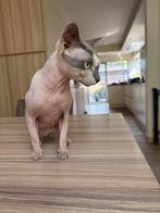 Sphynx dekkater (niet te koop), 3 tot 5 jaar