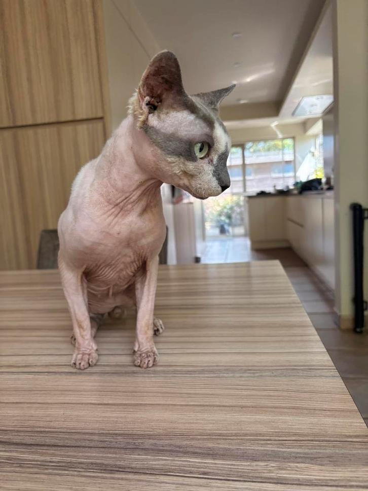Sphynx dekkater (niet te koop), Dieren en Toebehoren, Katten en Kittens | Dekkaters, 3 tot 5 jaar