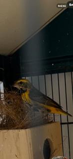 Napoleonwevers, Dieren en Toebehoren, Vogels | Overige Vogels