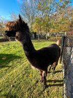 Groep alpaca’s samen of apart te koop, Dieren en Toebehoren, Overige Dieren, Juni, Meerdere dieren