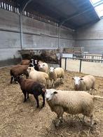 9 mooie jonge ram lammeren bokken, Dieren en Toebehoren, Schapen, Geiten en Varkens, Mannelijk, Schaap