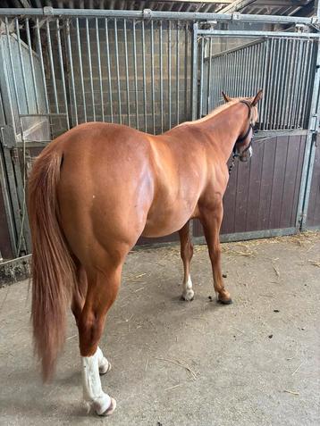 Te koop Paint Horse (onc) 14 maanden super dapper! beschikbaar voor biedingen