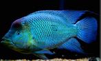 Kronoheros Umbriferus, Dieren en Toebehoren, Vissen | Aquariumvissen, Vis, Zoetwatervis