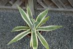 Cactussen Agaven, Volle zon, Vaste plant, Bloeit niet, Ophalen