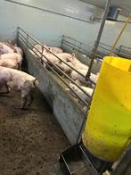 Kunststof hokinrichting vleesvarkens [812], Dieren en Toebehoren