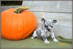 Prachtige Franse Bulldog pupjes, Dieren en Toebehoren, Honden | Bulldogs, Pinschers en Molossers, België, CDV (hondenziekte), 8 tot 15 weken