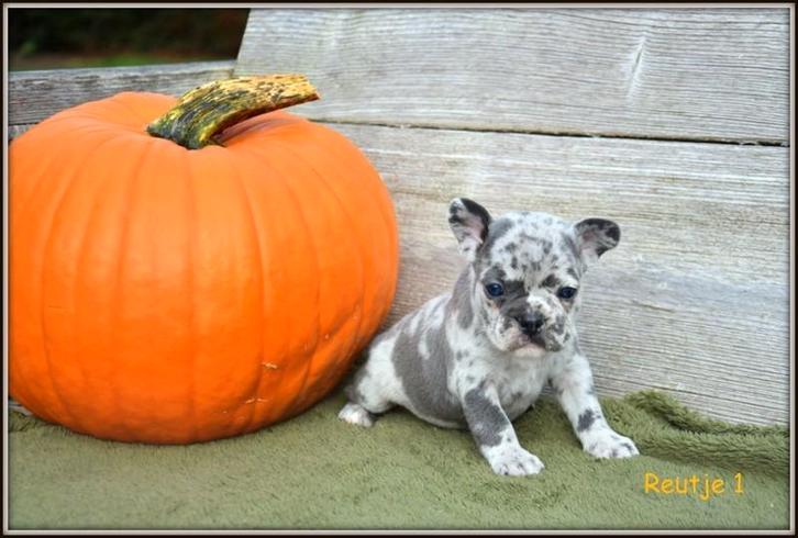 Prachtige Franse Bulldog pupjes, Dieren en Toebehoren, Honden | Bulldogs, Pinschers en Molossers, Meerdere dieren, Bulldog, Fokker | Professioneel