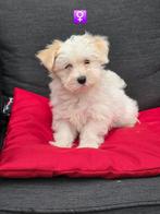 havanezer pups, Dieren en Toebehoren, België, Maltezer, CDV (hondenziekte), 8 tot 15 weken
