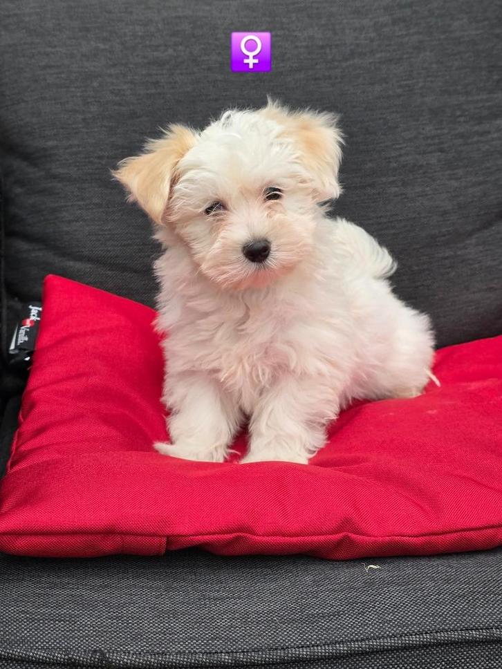 havanezer pups, Dieren en Toebehoren, Honden | Chihuahua's en Gezelschapshonden, Meerdere dieren, Maltezer, Fokker | Professioneel