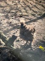 USA zijdehoeners, Dieren en Toebehoren, Pluimvee, Vrouwelijk, Kip