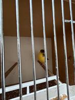 kanaries en andere vogels te koop, Dieren en Toebehoren, Vogels | Kanaries