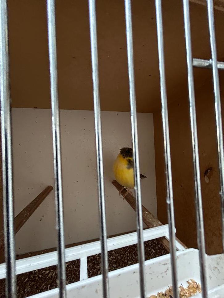 kanaries en andere vogels te koop, Dieren en Toebehoren, Vogels | Kanaries