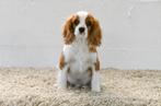 Chiot Cavalier King Charles à vendre - mâle - avec pedigree