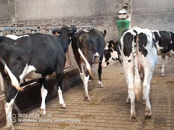 Kalfvaarzen te koop, Dieren en Toebehoren, Runderen
