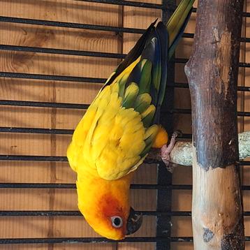 Fokkende reu uit 2013 sun conure. beschikbaar voor biedingen