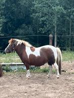 Topper! Merrie, Dieren en Toebehoren, Pony's, Merrie, A pony (tot 1.17m), Gechipt, Onbeleerd