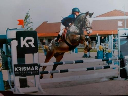 Ruiter aangeboden, Dieren en Toebehoren, Paarden