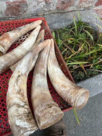 16 stuks echte horens van koeien ! beschikbaar voor biedingen