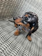 Kortharige teckel pups, Dieren en Toebehoren, Honden | Teckels en Dashonden, België, 8 tot 15 weken, Meerdere, Fokker | Professioneel