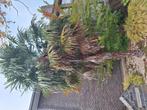 palmboom , winterhard, Ophalen, Palmboom
