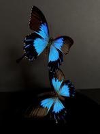 Splendide Envol de 2 Rares Papillons Ulysses Telegonus Globe, Collections, Enlèvement ou Envoi