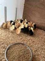 Kuikens, Dieren en Toebehoren, Pluimvee