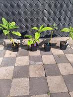 Nog 7 unieke brugmansias verkrijgbaar., Ophalen