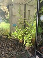 aquariumplant : hygrophila polysperma, Ophalen