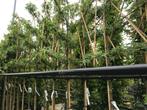 Lei glansmispel, leivorm laurier, leiboom amberboom, Tuin en Terras, Planten | Bomen, Ophalen