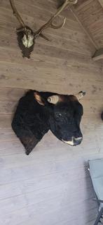 Koeiekop opgezet groot exemplaar voor mancave of chalet, Ophalen of Verzenden, Nieuw, Boerderijdier, Beeldje of Figuurtje