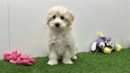 Maltipoo pups, België, 8 tot 15 weken, CDV (hondenziekte), Meerdere
