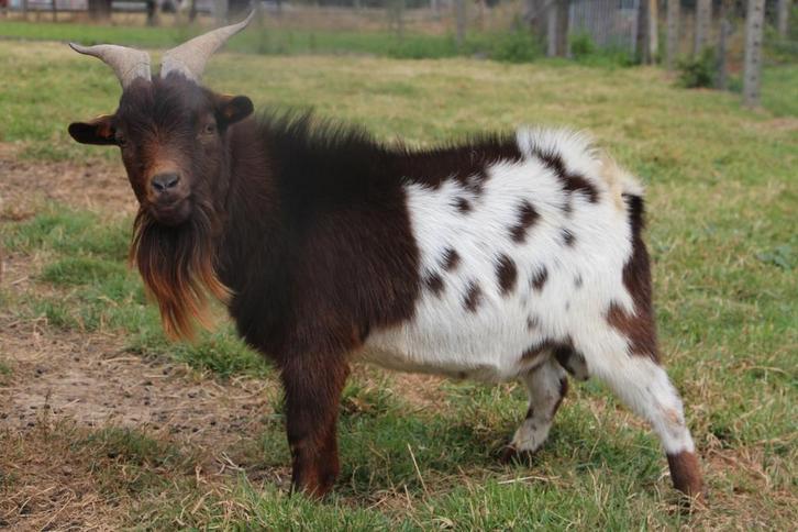 Prachtige mini-dwerggeit bok, Dieren en Toebehoren, Schapen, Geiten en Varkens, Geit, Mannelijk, 0 tot 2 jaar