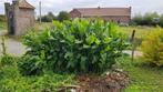 Eetbare planten: Canna edulis, Zomer, Vaste plant, Ophalen, Volle zon