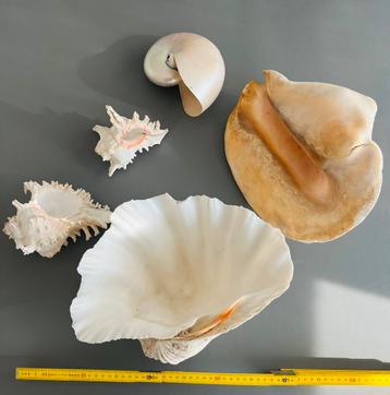 Verzameling grote schelpen, Enlèvement, Comme neuf
