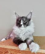 Extreem Mooie Maine Coon Russische Lijn " Kater", Kater, Gechipt, 0 tot 2 jaar