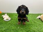 Chiots Mini Teckel à poil long
