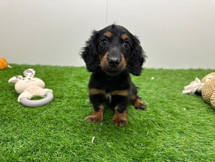 Mini Teckel pups - langharig, Dieren en Toebehoren, Honden | Teckels en Dashonden, Teef, Langhaar, Dwerg, Fokker | Professioneel