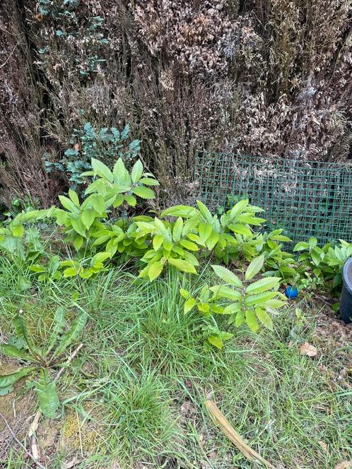 Tamme kastanjebomen in allerlei lengtes, Tuin en Terras, Planten | Tuinplanten, Ophalen
