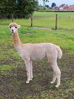 Alpaca Hengst, Dieren en Toebehoren