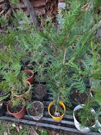 Thuya atrovirens dennen, Tuin en Terras, Ophalen