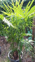 Trachcarpus palmboom, Tuin en Terras, Planten | Struiken en Hagen, Ophalen