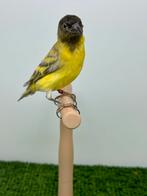 Magelhaense Siskin