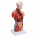 menselijk lichaam model anatomie mosel torso 15 delen, Ophalen of Verzenden, Nieuw