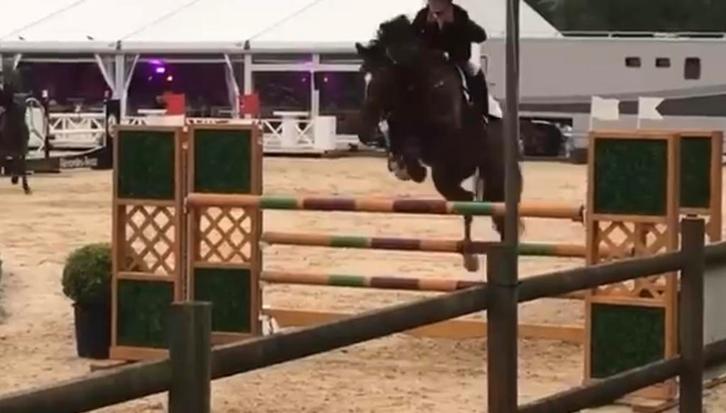 Ervaren spring paard, Animaux & Accessoires, Chevaux, Jument, ZZ, 165 à 170 cm, 11 ans ou plus, Cheval de saut, Avec pedigree