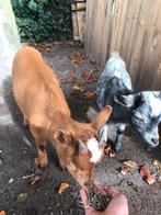 Twee mooie bokjes, Dieren en Toebehoren, Schapen, Geiten en Varkens