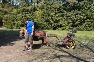 Voiture d attelage taille shetland et poney