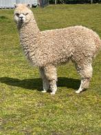 Alpaca merrie