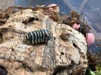 Armadillidium maculatum „Geel”, Overige soorten